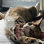 cat, tabby, paw, claws, stretching, lying_down, indoor, window, natural_light, close_up, feline, whiskers, pink_nose, fur, relaxing, curious, soft_surface, ears, tail, pet