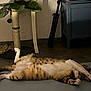cat, tabby_cat, lying_down, relaxed, paw, scratching_post, indoor, floor, furniture, striped, white_paws, playful, pet, animal, sleeping, resting, whiskers, ears, domestic_cat, side_view