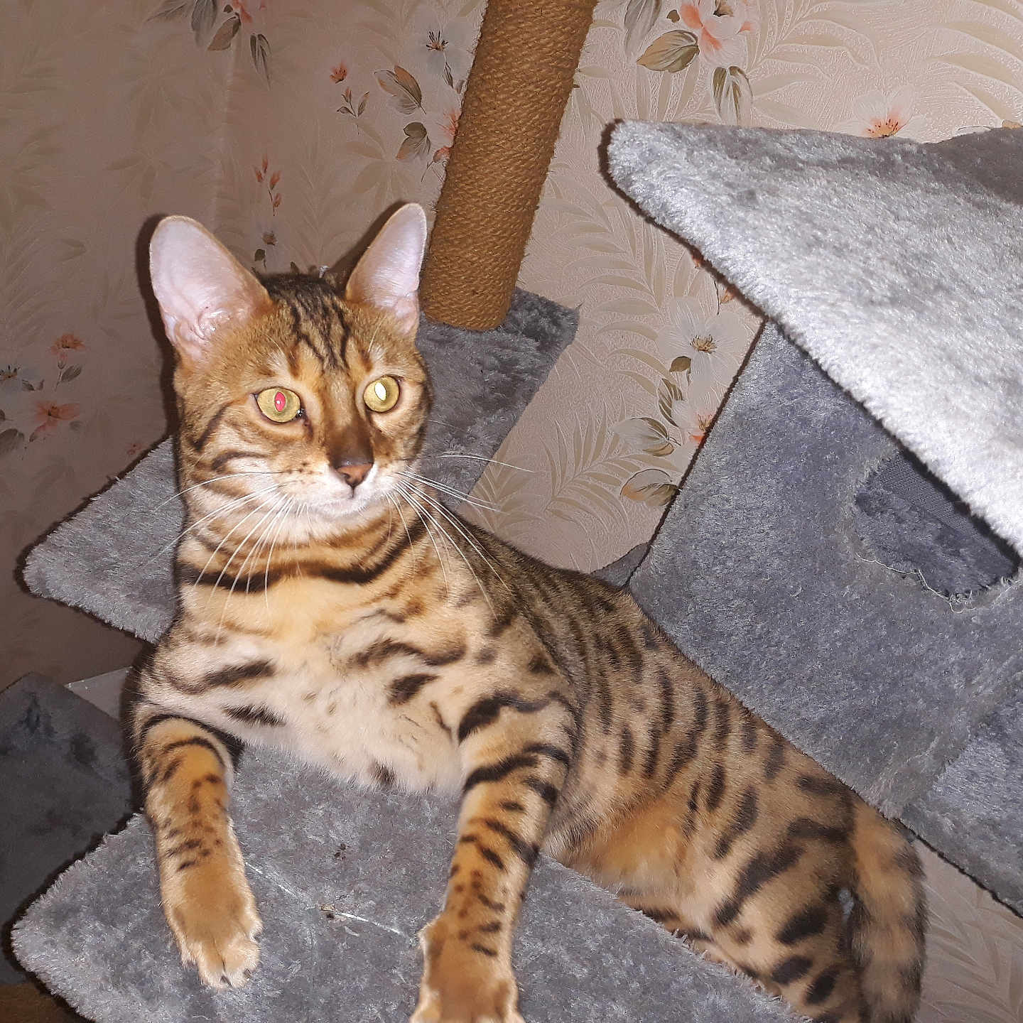 Nitro a rejoint le concours — aidez-le/la à gagner de superbes lots ! animal, bengal_cat, cat, cat_tree, curious, ears, feline, flash_reflection, furniture, gray, household, indoor, paws, pet, plush, relaxed, spotted, striped, wallpaper, whiskers