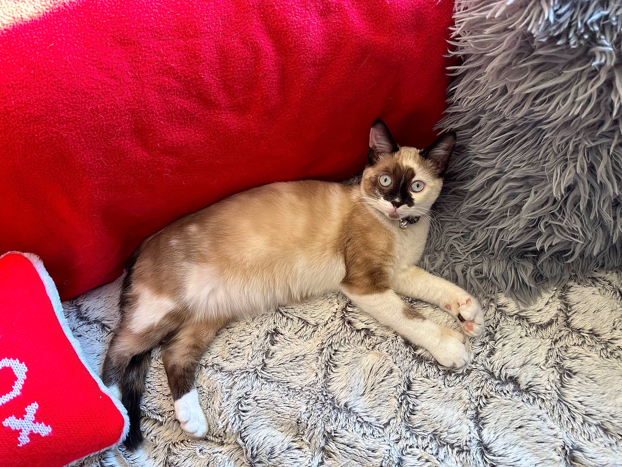 Jasper joined the competition — help win amazing prizes! canidae, carnivore, cat, cat_supply, claw, comfort, couch, dog_breed, domestic_short_haired_cat, fawn, felidae, fur, nap, paw, small_to_medium_sized_cats, tail, terrestrial_animal, thai, whiskers, wildlife