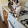animal, appliance, baking, canine, cat, cooking, cooktop, cookware, device, dog, electricaldevice, gasstove, husky, indoors, interiordesign, kitchen, oven, pet, pot, stove