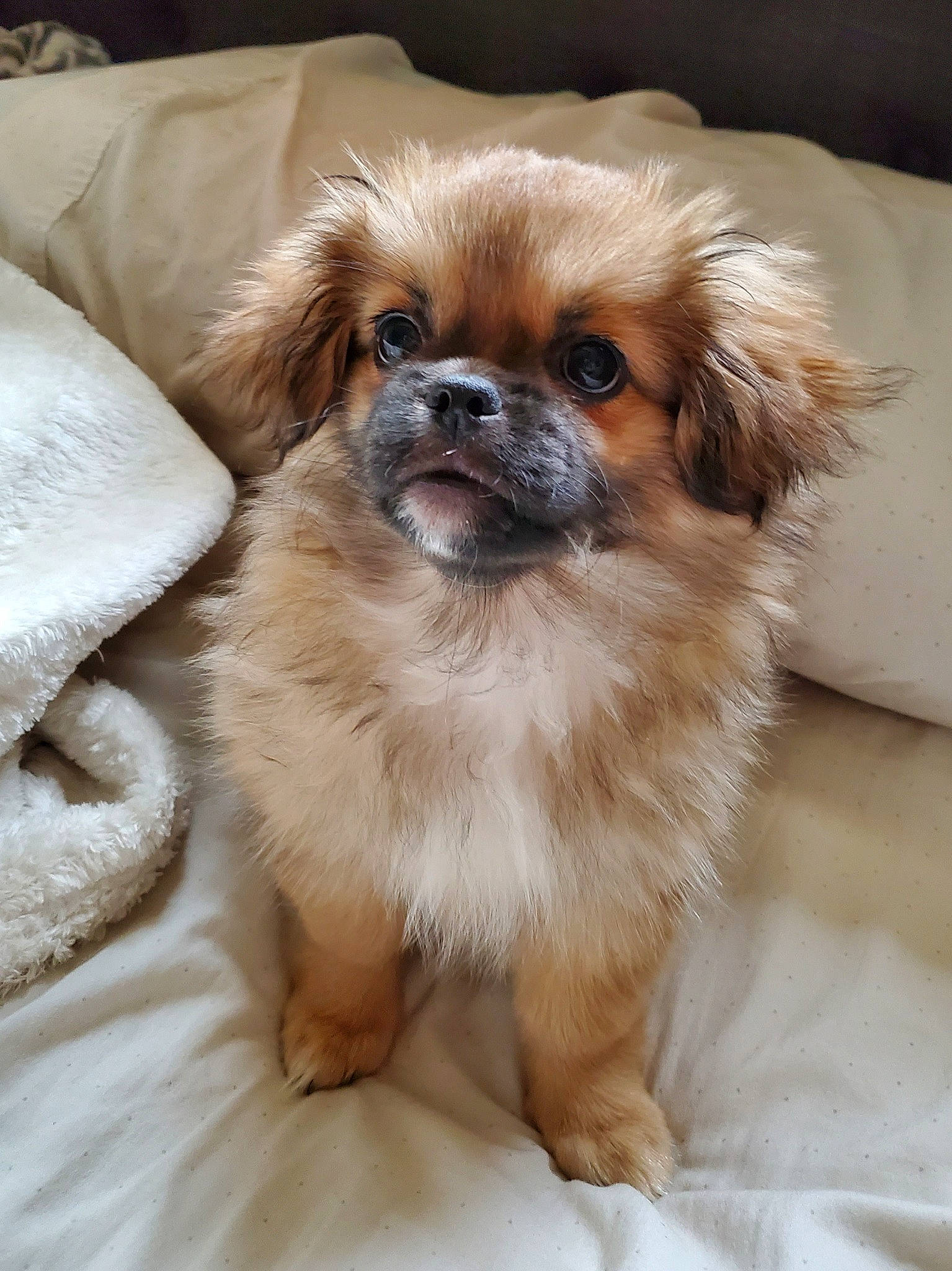 Chevelle is registered to the contest to win money with this photo: canidae, carnivore, companion_dog, dog, dog_breed, fawn, fur, japanese_chin, liver, non_sporting_group, pekingese, puppy, snout, sporting_group, terrestrial_animal, tibetan_spaniel, toy_dog, whiskers, working_animal