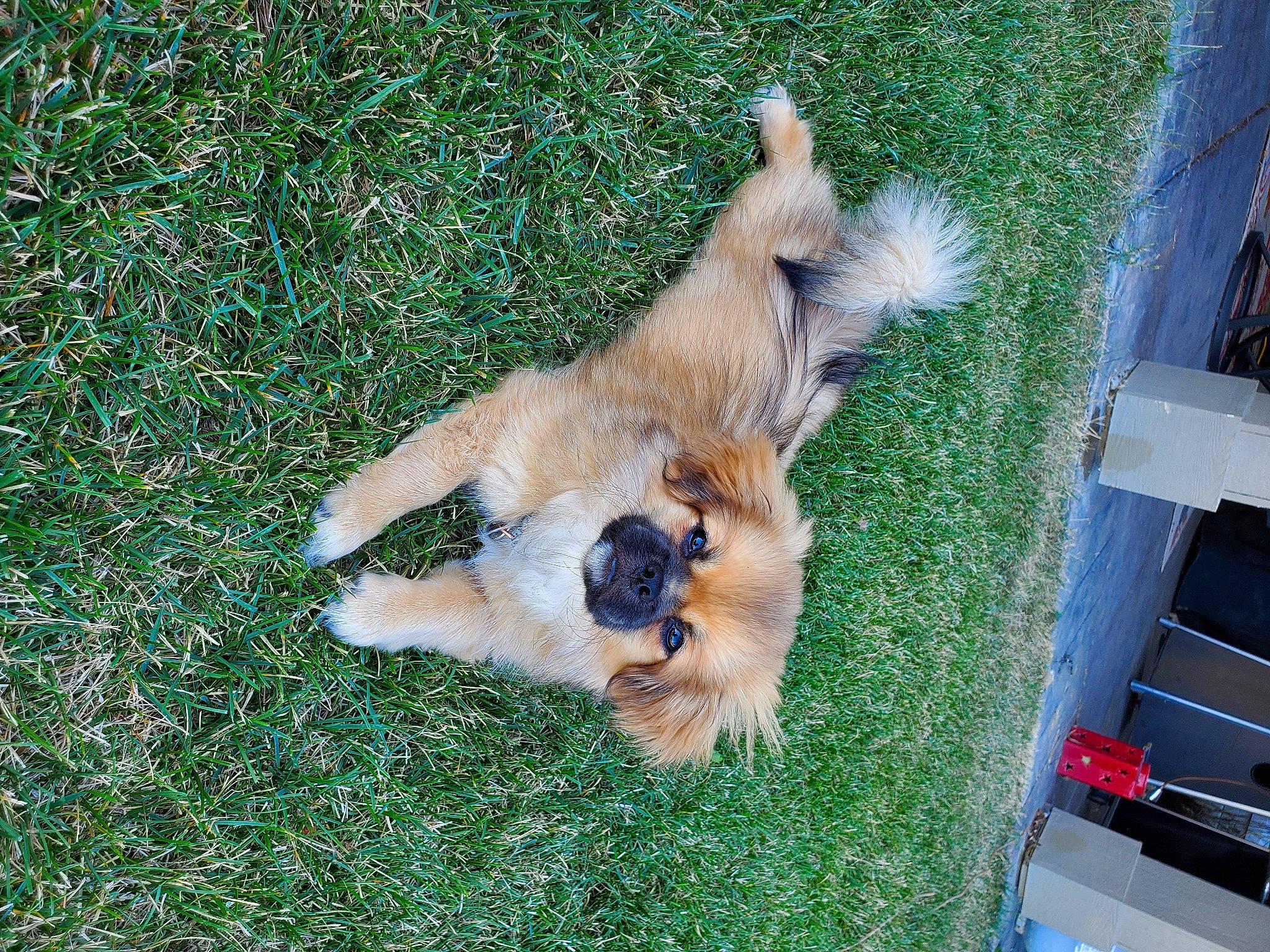 Chevelle joined the competition — help win amazing prizes! automotive_exterior, automotive_tail_brake_light, canidae, carnivore, companion_dog, dog, dog_breed, dog_supply, fawn, fur, grass, groundcover, small_terrier, snout, sporting_group, tail, terrier, toy_dog, vehicle, vehicle_door