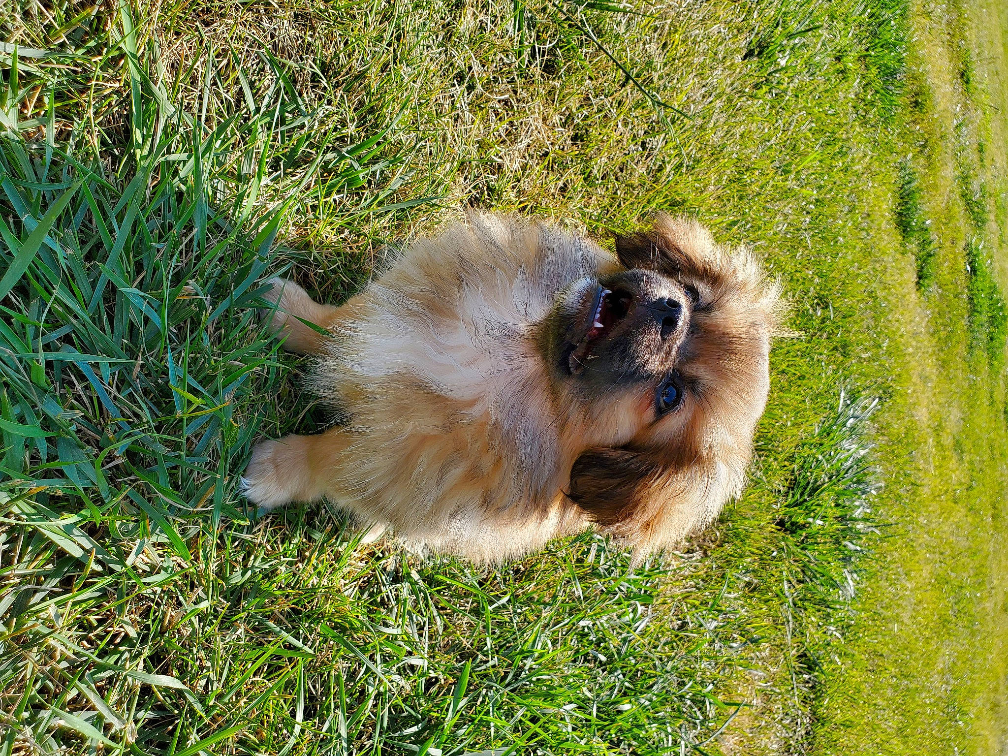 Chevelle is registered to the contest to win money with this photo: canidae, carnivore, companion_dog, dog, dog_breed, estrela_mountain_dog, fawn, fur, german_spitz, german_spitz_klein, grass, grassland, groundcover, liver, non_sporting_group, snout, sporting_group, terrestrial_animal, toy_dog, wildlife