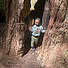 Harlem joined the competition — help win amazing prizes! child, tree, hollow_tree, forest, sunlight, nature, braids, sweatshirt, jurassic_world, green_pants, shoes, smiling, outdoor, adventure, wood, bark, person, young, happy, playful