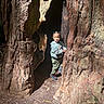 Harlem joined the competition — help win amazing prizes! child, tree, nature, outdoor, forest, sunlight, bark, hollow, curious, person, clothing, shoes, standing, young, daylight, exploration, woodland, adventure, green, environment