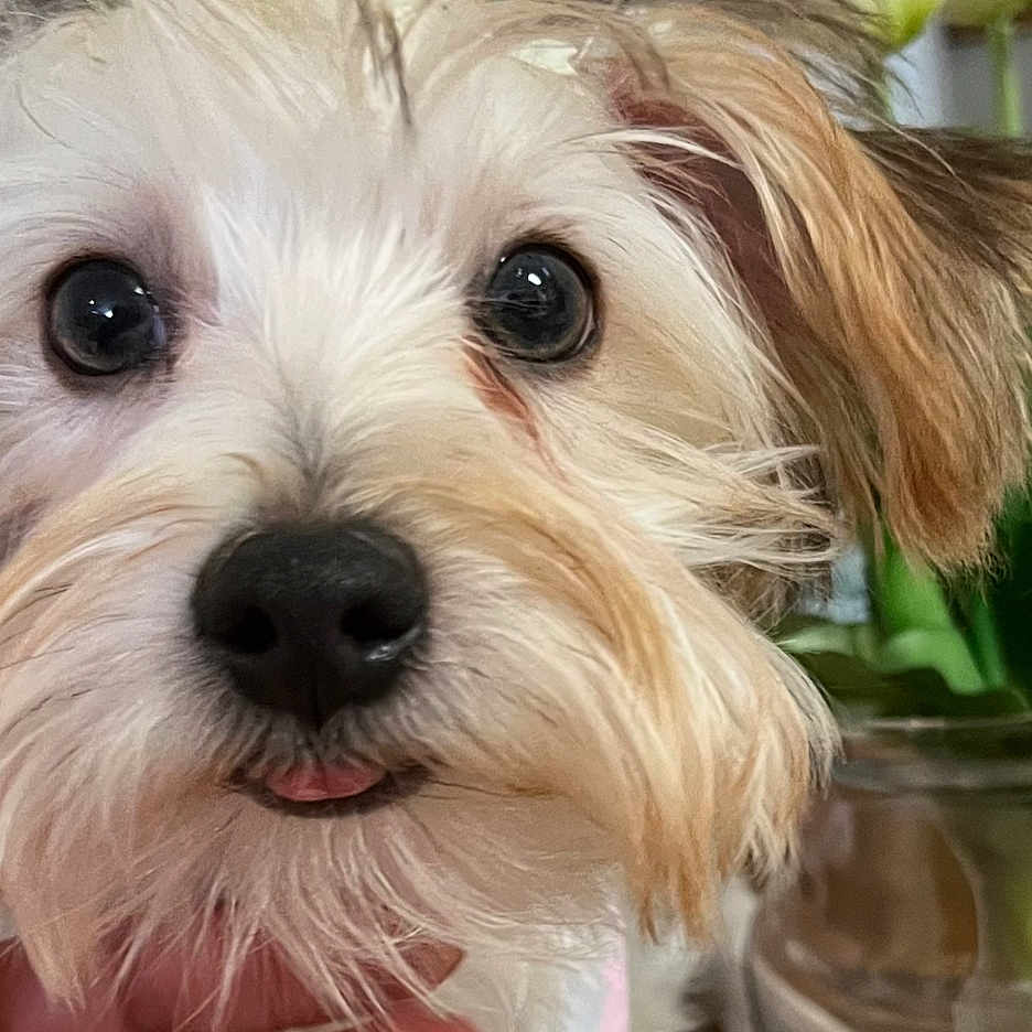 Sadie Amaral is registered to the contest to win money with this photo: adorable, animal, close_up, cute, decor, dog, eyes, face, flower, fluffy, fur, hand, indoor, nose, pet, plant, table, tongue, vase, white
