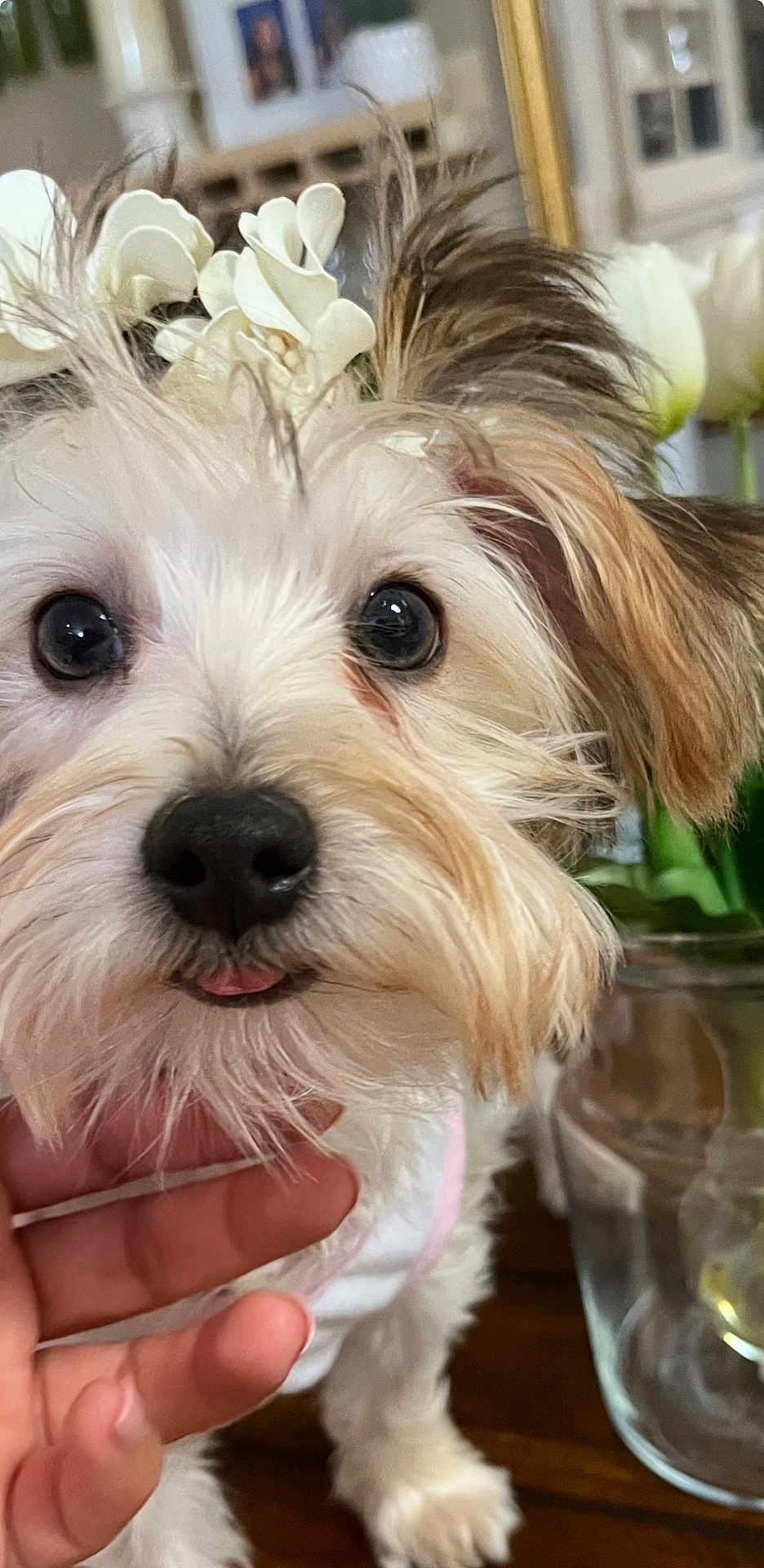 Sadie Amaral is registered to the contest to win money with this photo: adorable, animal, close_up, cute, decor, dog, eyes, face, flower, fluffy, fur, hand, indoor, nose, pet, plant, table, tongue, vase, white