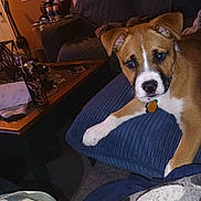 Teddy Bear joined the competition — help win amazing prizes! dog, puppy, couch, cushion, living_room, table, cup, blanket, carpet, furniture, indoor, brown_dog, white_paw, collar, pet, relaxed, home, cozy, orange_wall, curious