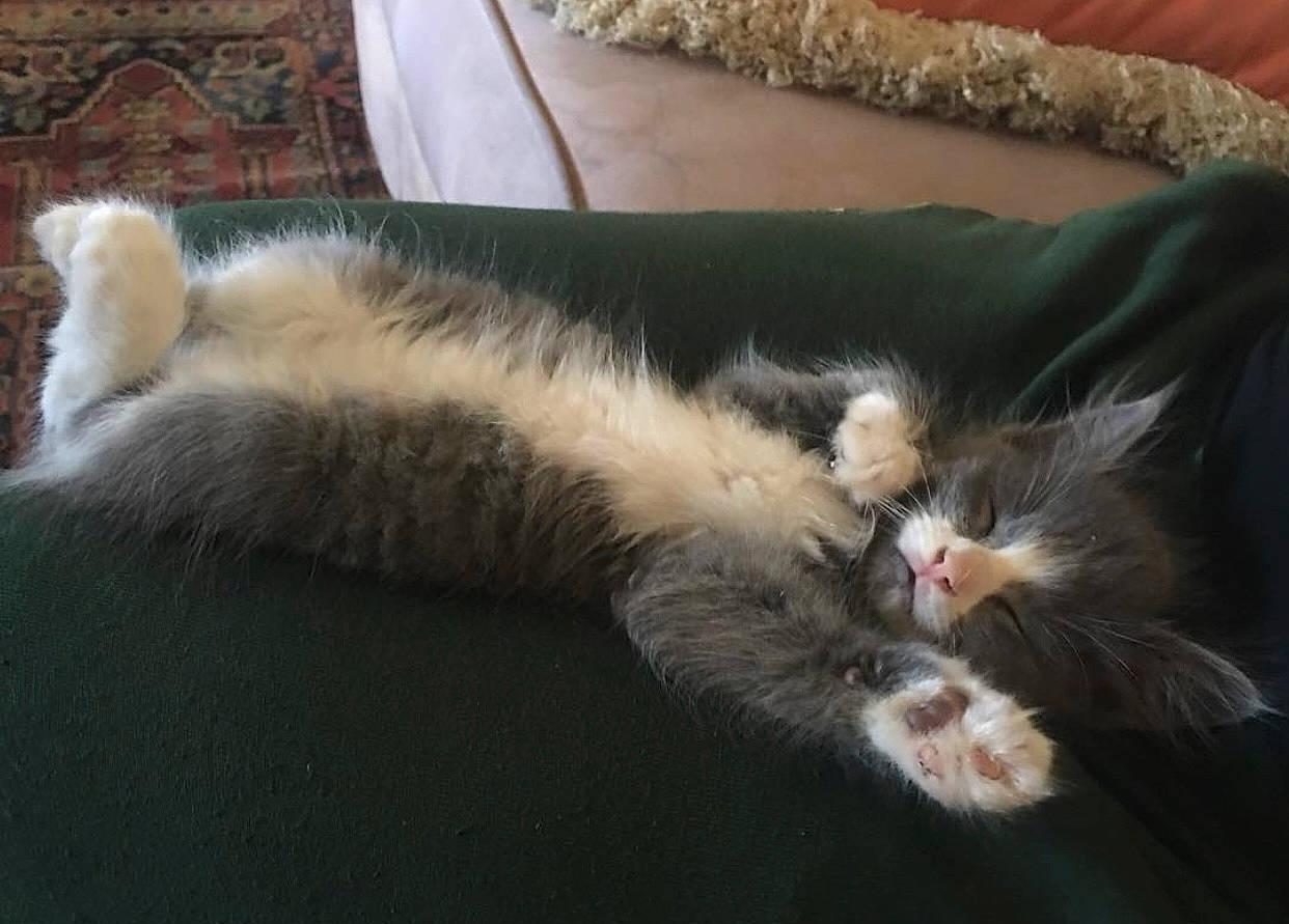 Huckleberry is registered to the contest to win money with this photo: carnivore, cat, claw, comfort, domestic_short_haired_cat, felidae, fur, nap, paw, sleep, small_to_medium_sized_cats, tail, whiskers