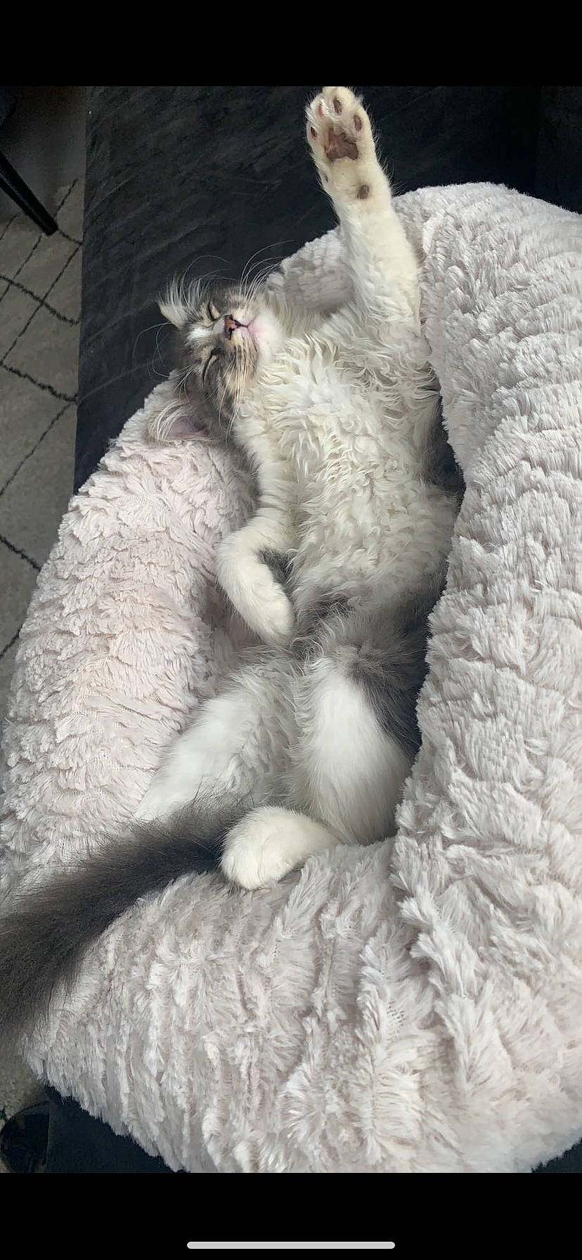 Toscane participe au concours pour gagner de l'argent avec cette photo : carnivore, cat, claw, comfort, domestic_short_haired_cat, fang, felidae, fur, grey, linens, nap, paw, sleep, small_to_medium_sized_cats, snout, tail, terrestrial_animal, whiskers, wool