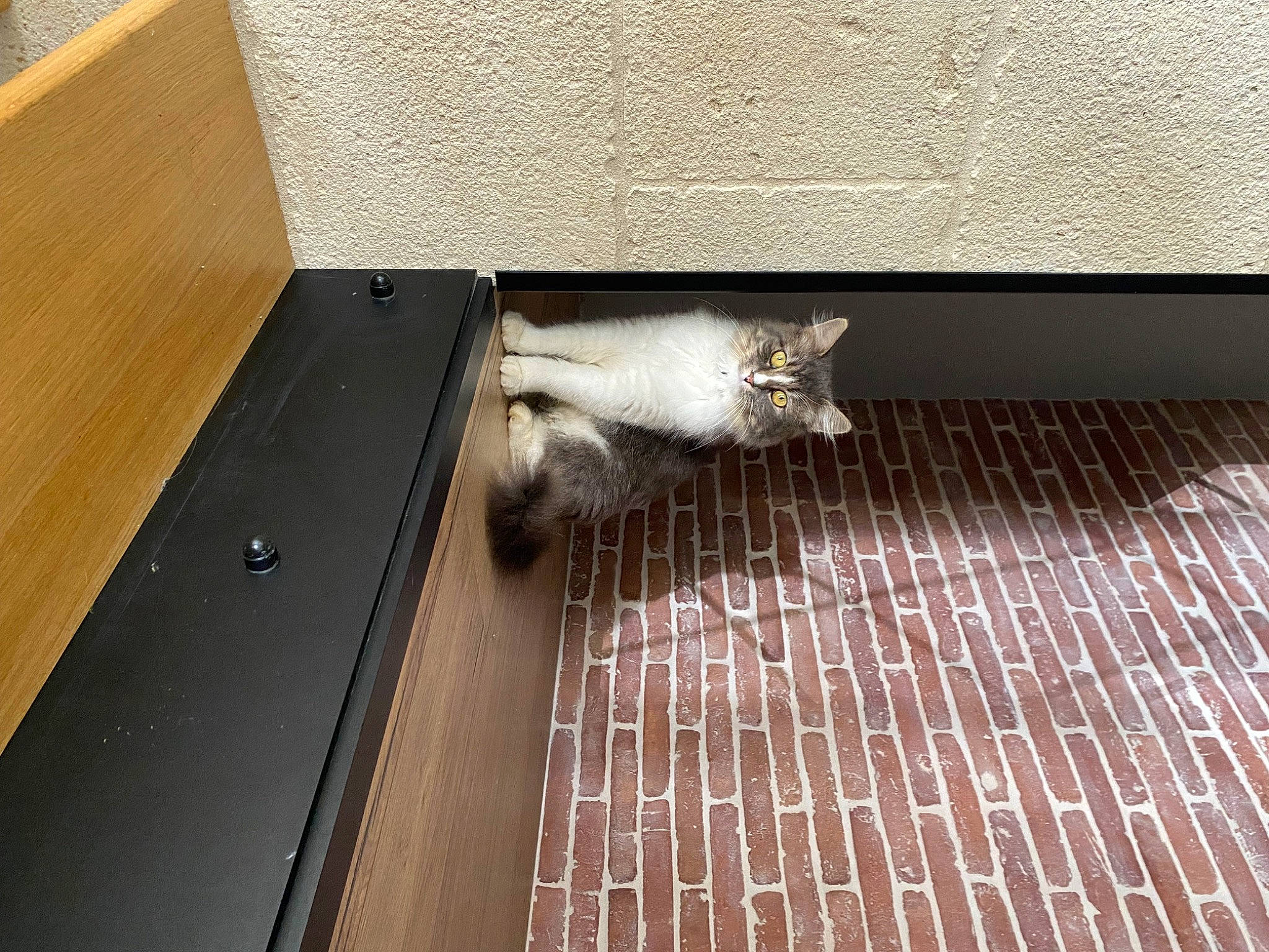 Toscane participe au concours pour gagner de l'argent avec cette photo : carnivore, cat, composite_material, domestic_short_haired_cat, fawn, felidae, floor, flooring, fur, hardwood, laminate_flooring, metal, plywood, room, small_to_medium_sized_cats, tail, whiskers, wood, wood_flooring, wood_stain