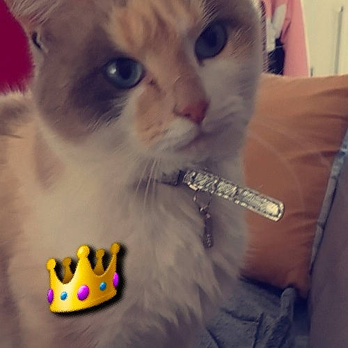 Anna participe au concours pour gagner de l'argent avec cette photo : american_curl, asian, burmilla, carnivore, cat, colorpoint_shorthair, domestic_short_haired_cat, ear, eye, felidae, fur, kitten, munchkin, nose, polydactyl_cat, ragdoll, small_to_medium_sized_cats, toy, turkish_van, whiskers