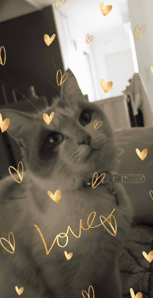 Anna participe au concours pour gagner de l'argent avec cette photo : black_cat, carnivore, cat, felidae, font, kitten, photo_caption, small_to_medium_sized_cats, whiskers