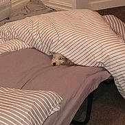 Gypsy is registered to the contest to win money with this photo: dog, blanket, bed, striped, pet, cozy, indoor, carpet, resting, curious, sleeping_area, fabric, comfort, animal, home, furniture, pillow, canine, corner, soft_lighting