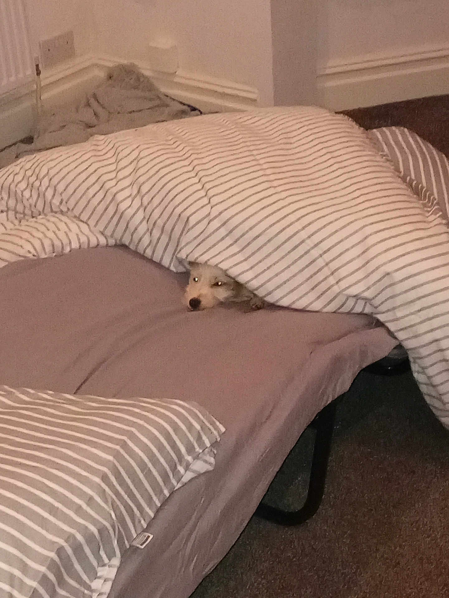 Gypsy is registered to the contest to win money with this photo: dog, blanket, bed, striped, pet, cozy, indoor, carpet, resting, curious, sleeping_area, fabric, comfort, animal, home, furniture, pillow, canine, corner, soft_lighting