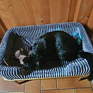 Ely a rejoint le concours — aidez-le/la à gagner de superbes lots ! cat, black_cat, pet, sleeping, curled_up, basket, pet_bed, plush_bedding, stuffed_toy, wooden_wall, wood_paneling, tiled_floor, indoor, cozy, resting, furry, animal, home, shoe, photography