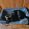 cat, black_cat, pet, sleeping, curled_up, basket, pet_bed, plush_bedding, stuffed_toy, wooden_wall, wood_paneling, tiled_floor, indoor, cozy, resting, furry, animal, home, shoe, photography