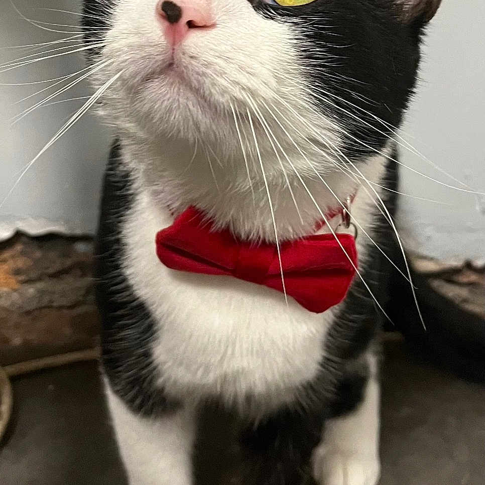 Beemo