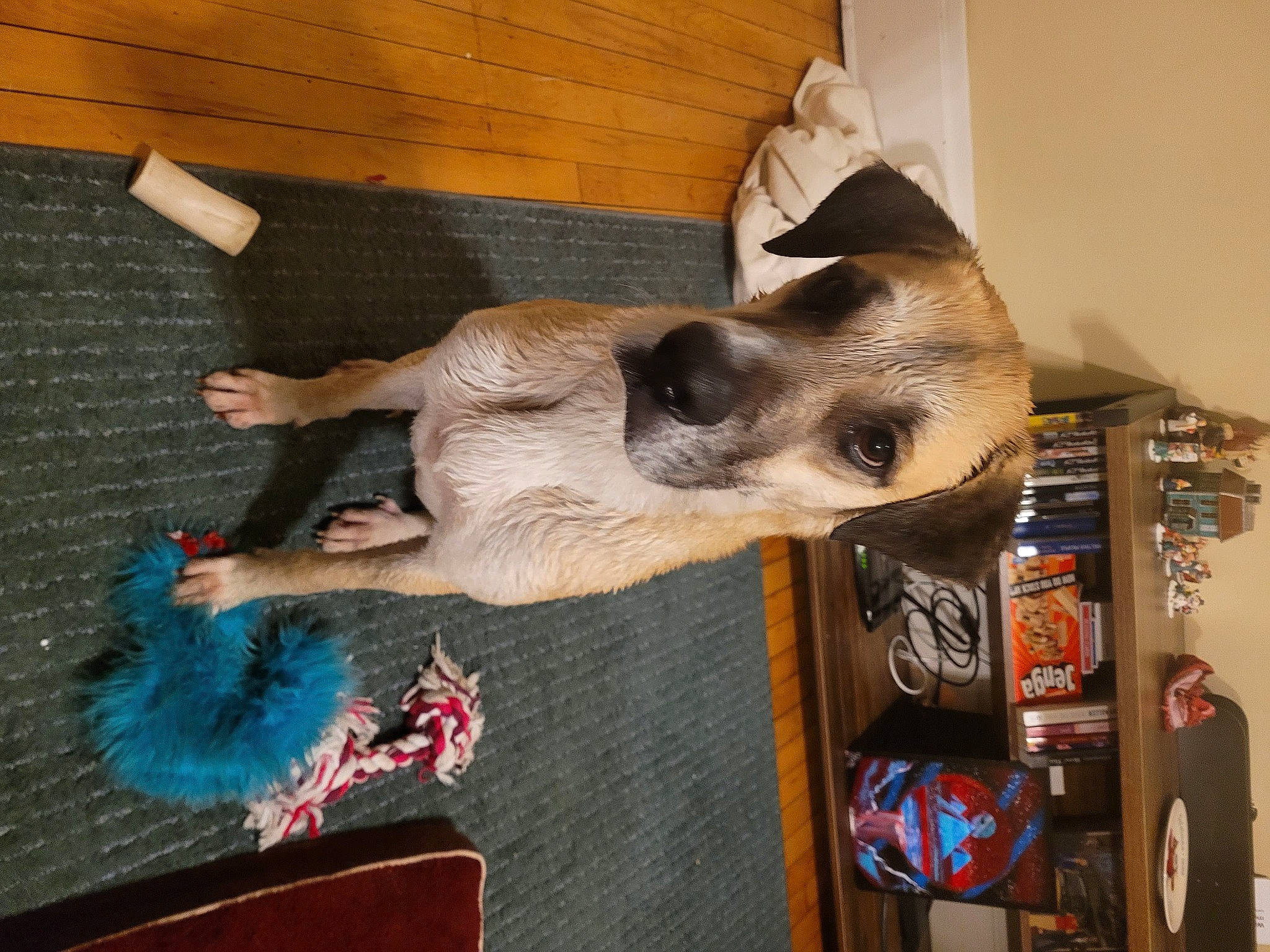 Millie is registered to the contest to win money with this photo: canidae, carnivore, collar, dog, dog_breed, dog_collar, dog_supply, fawn, fur, natural_material, pet_supply, shelf, shelving, snout, sporting_group, working_animal