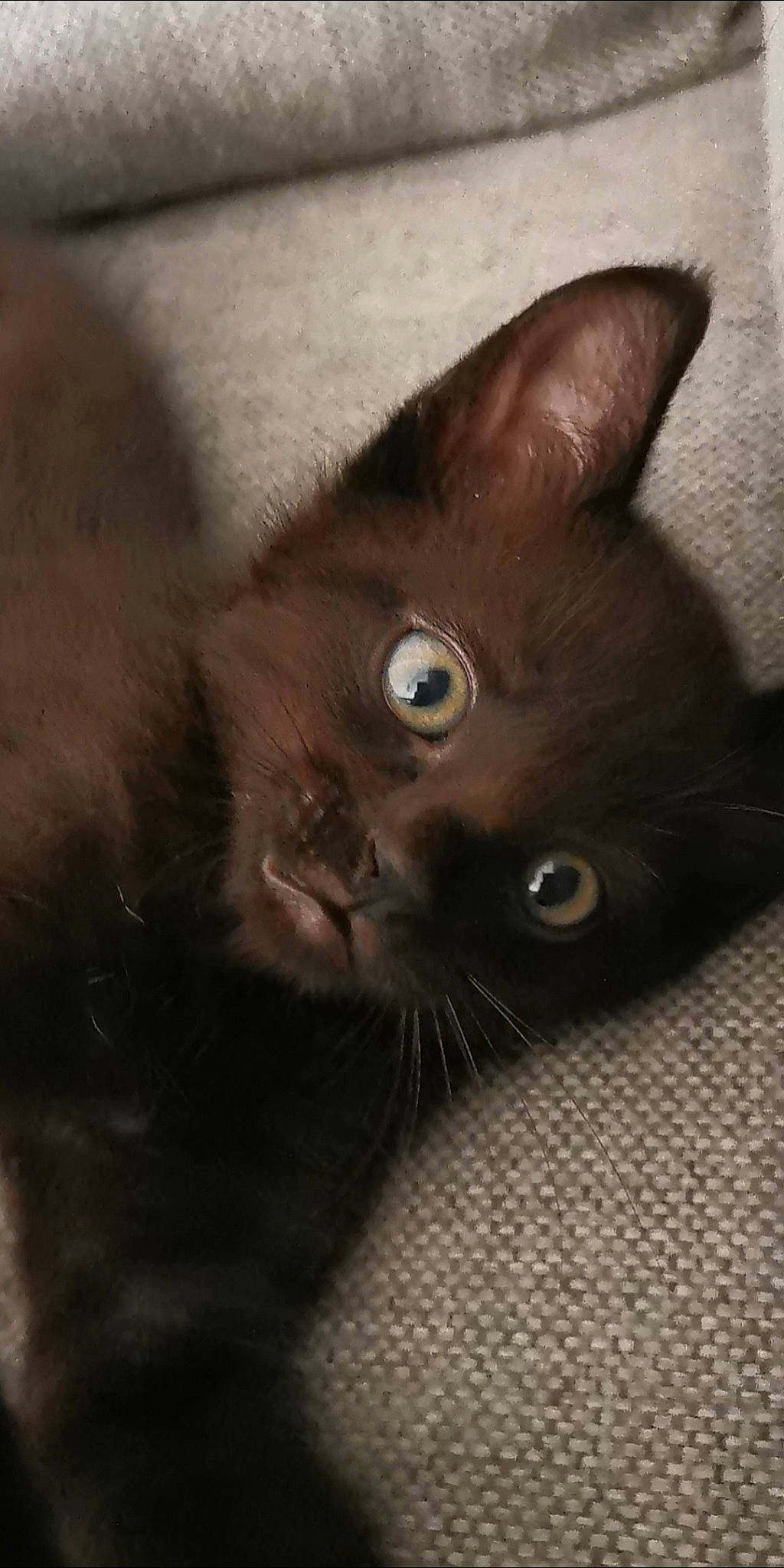 Skoll a rejoint le concours — aidez-le/la à gagner de superbes lots ! black_cat, carnivore, cat, domestic_short_haired_cat, ear, felidae, fur, havana_brown, small_to_medium_sized_cats, snout, terrestrial_animal, whiskers