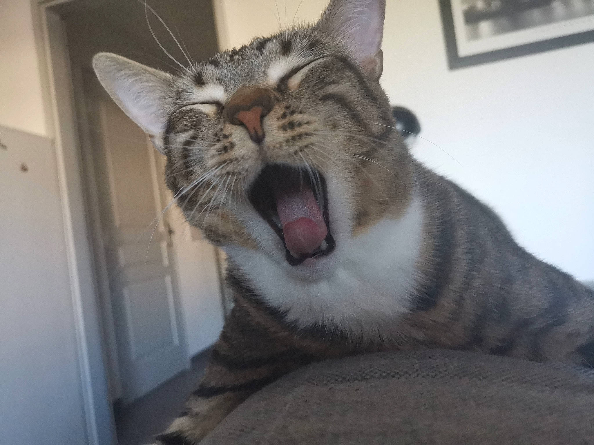 Loki participe au concours pour gagner de l'argent avec cette photo : aegean_cat, carnivore, cat, domestic_short_haired_cat, dragon_li, ear, european_shorthair, eye, face, facial_expression, felidae, head, mammal, nose, organ, small_to_medium_sized_cats, snout, tabby_cat, whiskers, yawn