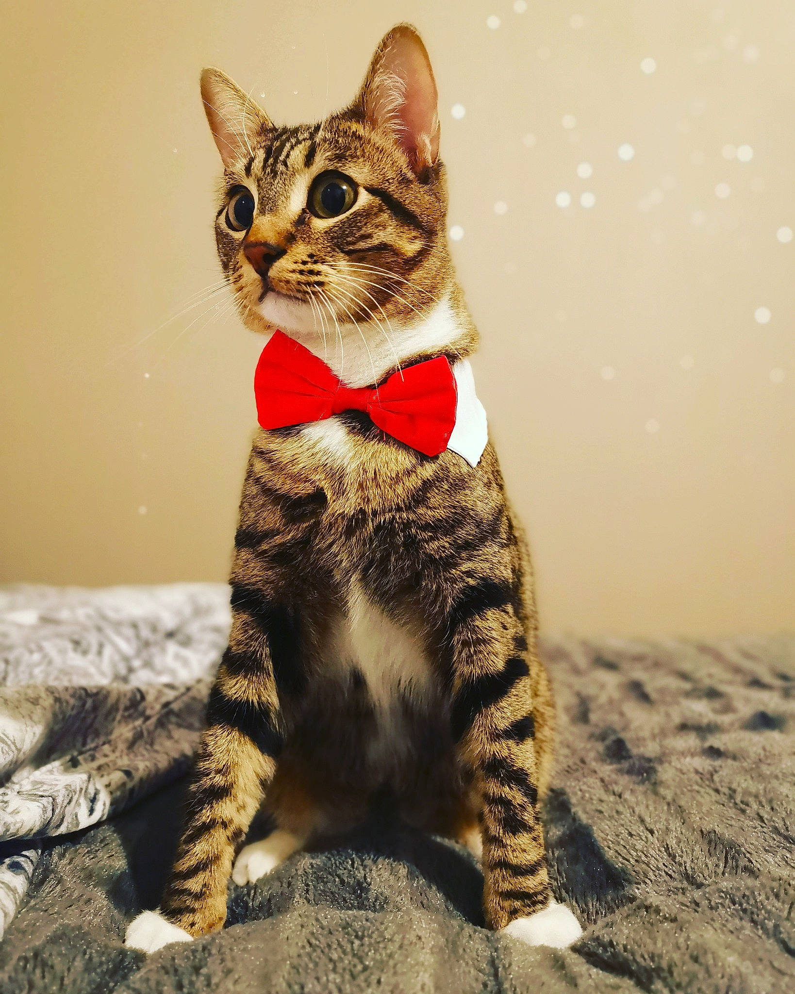 Loki participe au concours pour gagner de l'argent avec cette photo : american_wirehair, arabian_mau, asian, california_spangled, carnivore, cat, domestic_short_haired_cat, dragon_li, european_shorthair, eye, felidae, kitten, mammal, savannah, small_to_medium_sized_cats, sokoke, tabby_cat, toyger, vertebrate, whiskers