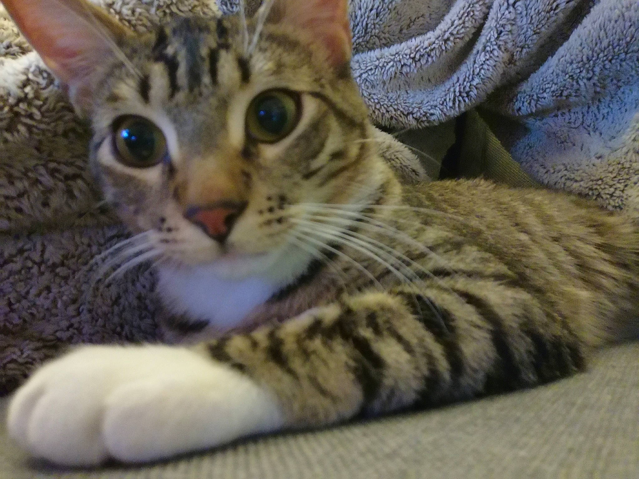 Loki participe au concours pour gagner de l'argent avec cette photo : aegean_cat, american_shorthair, american_wirehair, arabian_mau, asian, australian_mist, bengal, california_spangled, carnivore, cat, domestic_short_haired_cat, dragon_li, european_shorthair, felidae, mammal, small_to_medium_sized_cats, tabby_cat, toyger, vertebrate, whiskers