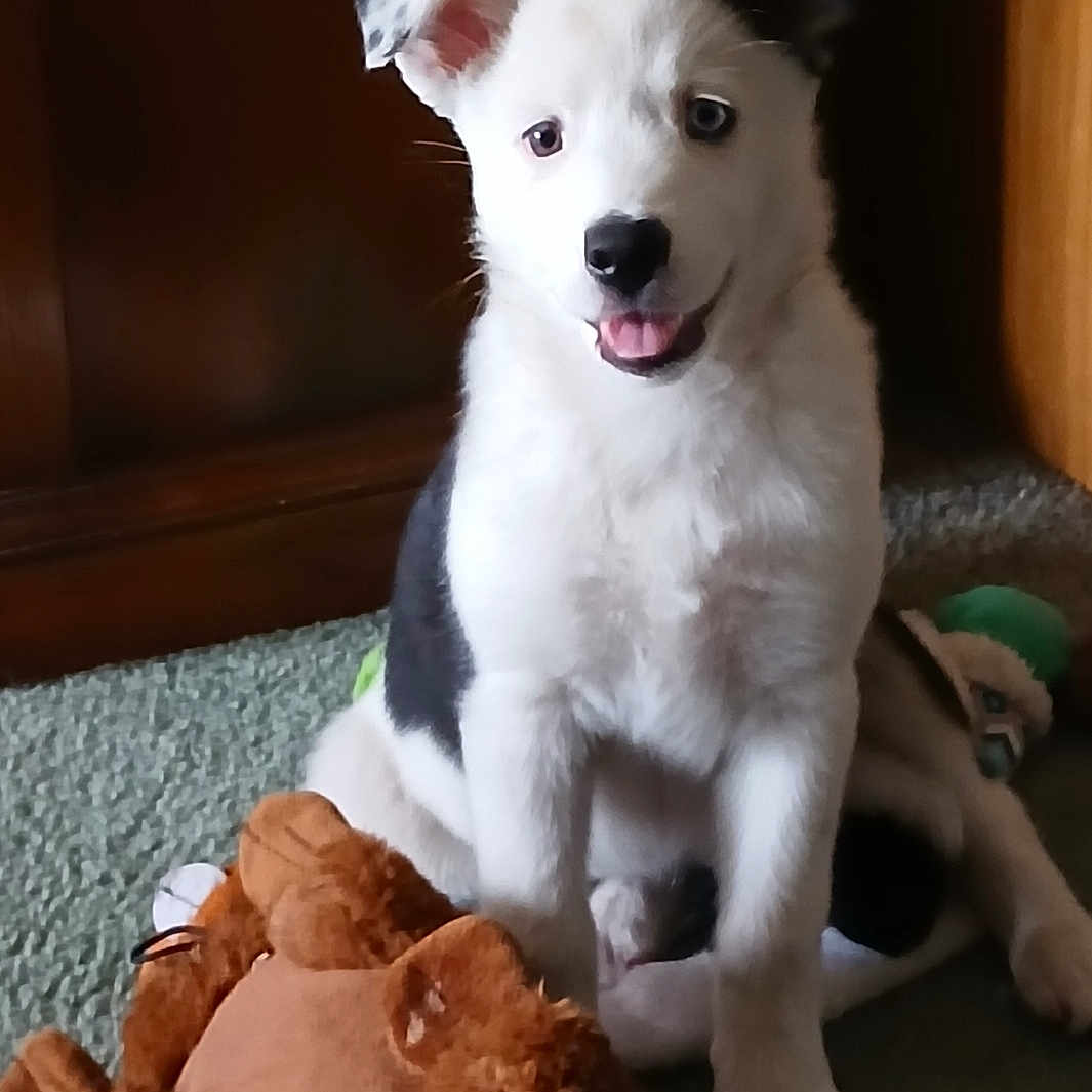 Shiloh