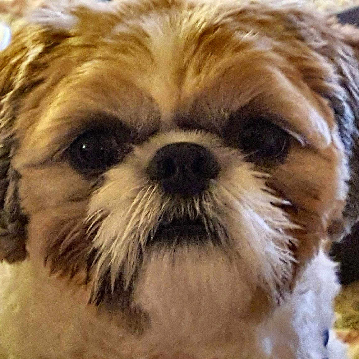 Cooper Lee Lane is registered to the contest to win money with this photo: animal, brown, canine, close_up, cute, dog, domestic_animal, expression, face, fluffy, fur, furry, indoor, looking, muzzle, pet, portrait, snout, whiskers, white