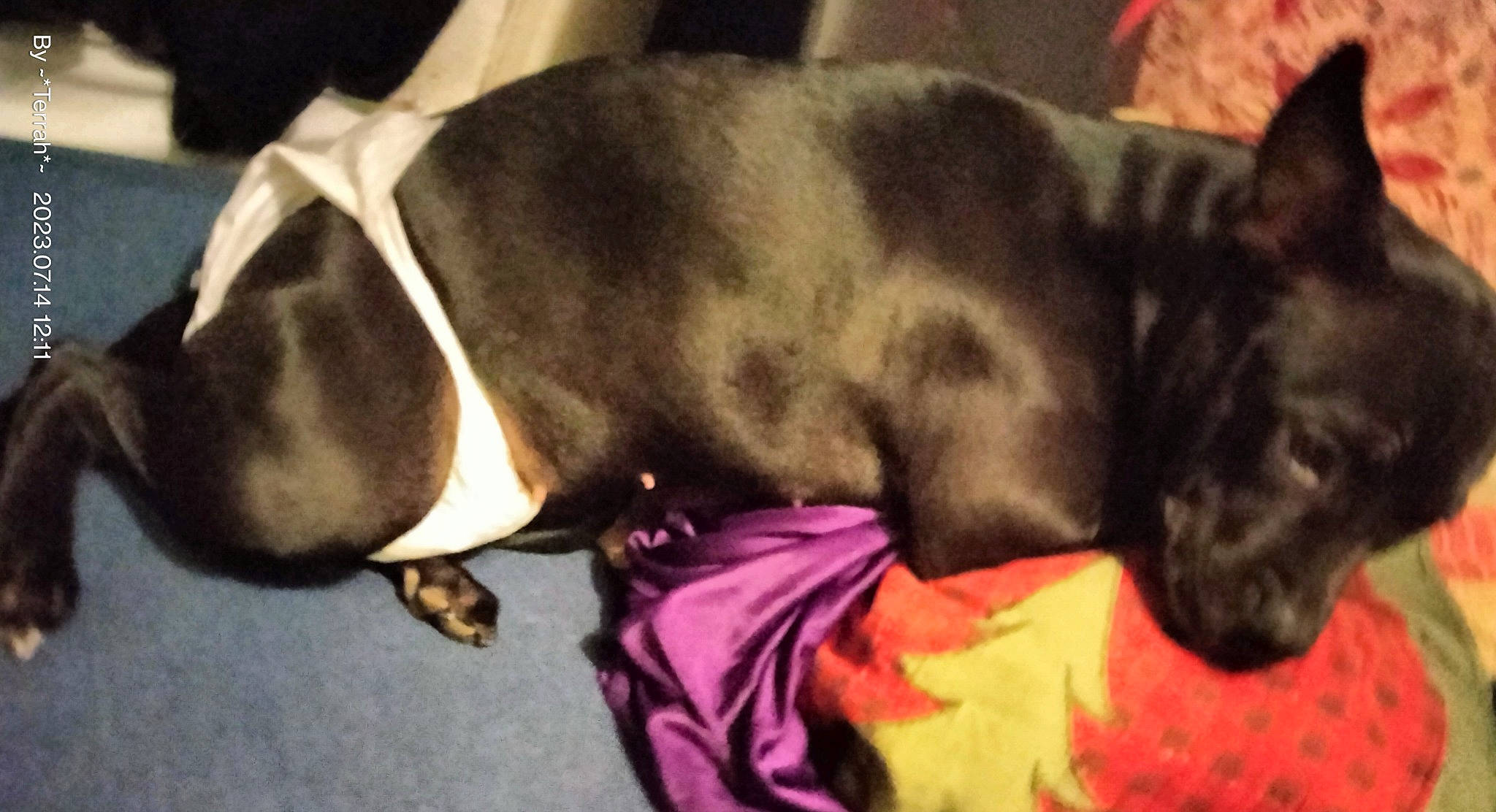 Khloee Rayne joined the competition — help win amazing prizes! canidae, carnivore, collar, comfort, companion_dog, dog, dog_breed, dog_collar, dog_supply, ear, fawn, fur, liver, paw, pet_supply, snout, sporting_group, tail, whiskers, working_animal