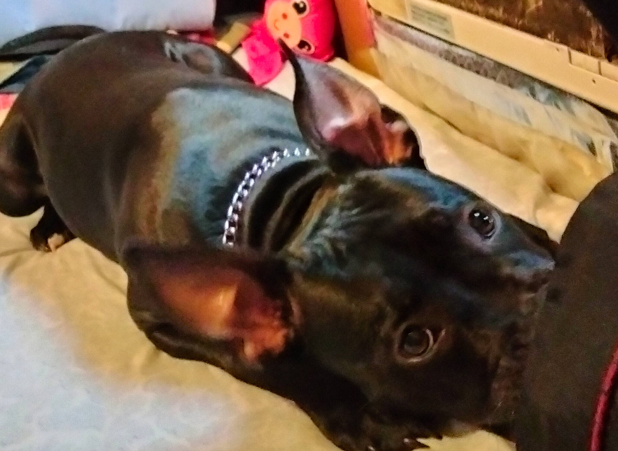 Khloee Rayne is registered to the contest to win money with this photo: canidae, carnivore, collar, comfort, companion_dog, dog, dog_breed, dog_collar, dog_supply, ear, fawn, fur, guard_dog, liver, mammal, pet_supply, snout, sporting_group, whiskers, working_animal