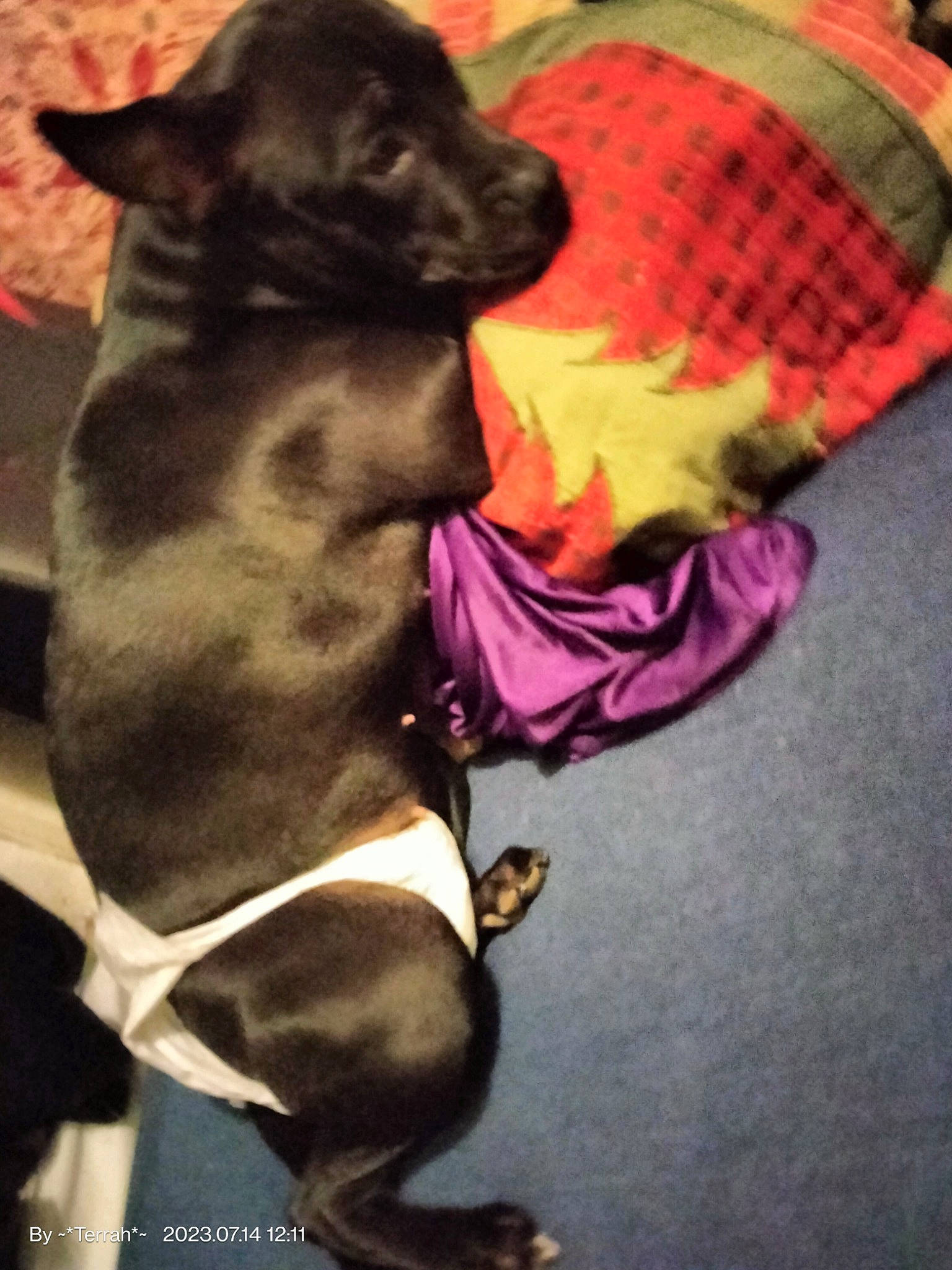 Khloee Rayne joined the competition — help win amazing prizes! carnivore, collar, comfort, companion_dog, dog, dog_breed, dog_collar, dog_supply, fashion_accessory, fawn, felidae, fur, leash, magenta, pet_supply, small_to_medium_sized_cats, snout, tail, whiskers, working_animal