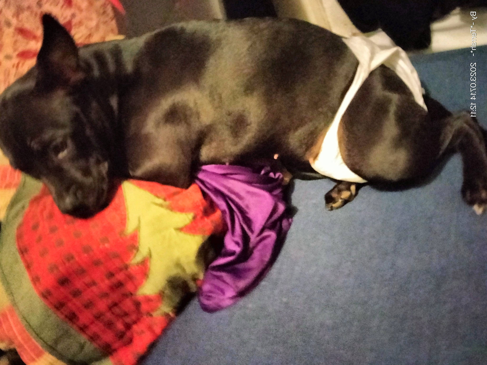 Khloee Rayne joined the competition — help win amazing prizes! canidae, carnivore, collar, comfort, companion_dog, dog, dog_breed, dog_collar, dog_supply, ear, fawn, fur, linens, paw, pet_supply, snout, sporting_group, tail, whiskers, working_animal