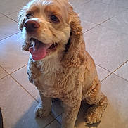 Rusty joined the competition — help win amazing prizes! animal, canine, companion, curly_fur, cute, dog, domestic, ears, floor, friendly, fur, happy, indoor, mammal, mouth, paw, pet, sitting, tile, tongue_out