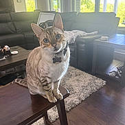 Finley is registered to the contest to win money with this photo: blue_eyes, cat, collar, couch, cozy, curious, domestic_cat, feline, furniture, home, indoor, living_room, pet, rug, sunlight, table, tag, window, wood_floor, wooden_stool