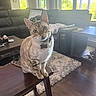 blue_eyes, cat, collar, couch, cozy, curious, domestic_cat, feline, furniture, home, indoor, living_room, pet, rug, sunlight, table, tag, window, wood_floor, wooden_stool