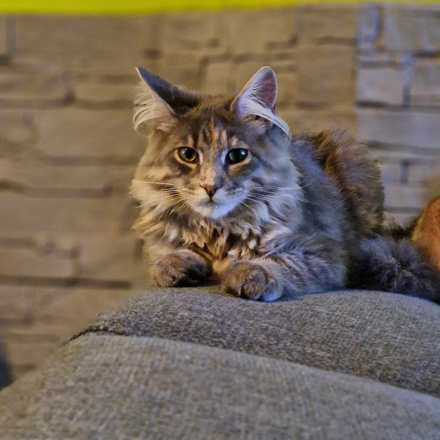 Yuna participe au concours pour gagner de l'argent avec cette photo : abyssinian, angora, animal, architecture, armchair, building, cat, chair, couch, cushion, furniture, homedecor, indoors, kitten, livingroom, manx, pet, room, siamese, slate