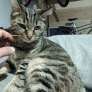 Granita a rejoint le concours — aidez-le/la à gagner de superbes lots ! cat, tabby_cat, hand, couch, indoor, pet, furniture, striped, animal, whiskers, relaxed, domestic, fur, mammal, gray, human, scratching, closeup, household, background