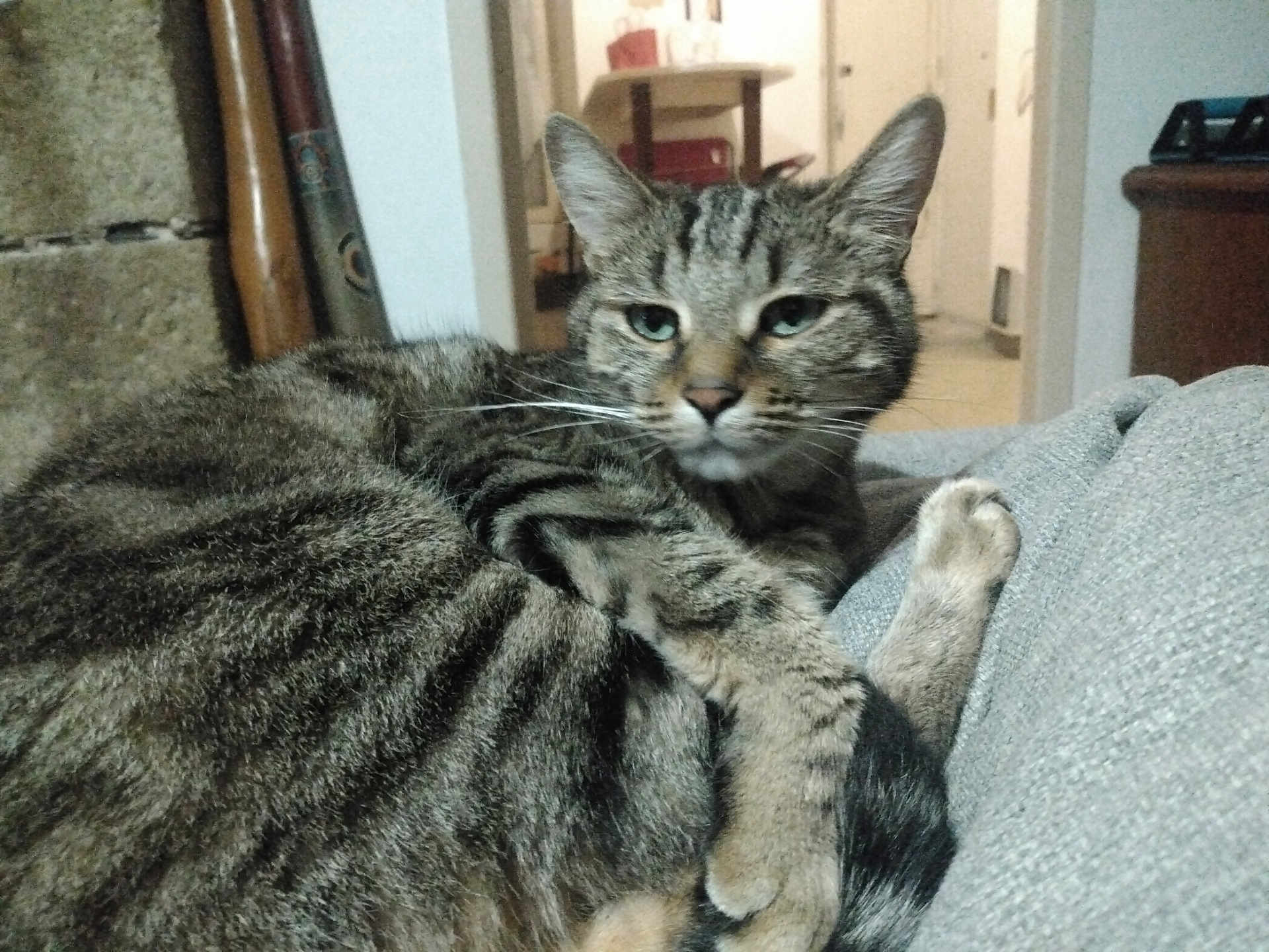 Granita participe au concours pour gagner de l'argent avec cette photo : cat, tabby, animal, pet, feline, indoor, relaxed, gray, fur, whiskers, ears, paws, couch, home, domestic, mammal, closeup, laying, resting, living_room