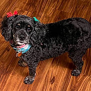 Jojo joined the competition — help win amazing prizes! adorable, animal, black_dog, bow, canine, collar, companion, curly_fur, cute, dog, domestic_animal, ears, friendly, fur, house_pet, indoor, looking_up, pet, standing, wooden_floor