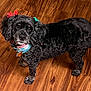 adorable, animal, black_dog, bow, canine, collar, companion, curly_fur, cute, dog, domestic_animal, ears, friendly, fur, house_pet, indoor, looking_up, pet, standing, wooden_floor