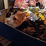 Dunkin joined the competition — help win amazing prizes! cat, calico, cardboard_box, flowers, indoor, table, people, blurred_background, domestic, pet, feline, colorful, relaxed, sitting, household, window, curtains, drink_cup, bottle, chair
