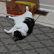 Dunkin is registered to the contest to win money with this photo: cat, calico, lying_down, carpet, cardboard_box, indoor, floor, vent, relaxed, pet, animal, tile_floor, resting, patterned_rug, white, black, orange, domestic_cat, home, feline