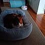 Dunkin joined the competition — help win amazing prizes! cat, calico_cat, pet_bed, carpet, wood_floor, indoor, toy, blue_tunnel, interactive_toy, wall, electrical_outlet, quiet, cozy, resting, feline, home, animal, comfort, soft, relaxed