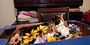 Dunkin joined the competition — help win amazing prizes! cat, calico_cat, cardboard_box, artificial_flowers, flower_arrangement, indoor, furniture, wooden_cabinet, chair, pet, animal, domestic_cat, colorful, relaxing, cozy, home, table, box, floral, resting