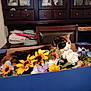 cat, calico_cat, cardboard_box, artificial_flowers, flower_arrangement, indoor, furniture, wooden_cabinet, chair, pet, animal, domestic_cat, colorful, relaxing, cozy, home, table, box, floral, resting