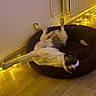 brown_bed, cozy, dog, domestic_animal, fairy_lights, flooring, home_interior, indoor, lying_down, paw, pet_bed, radiator, relaxed, resting, stretching, upside_down, wall, warm_lighting, white_and_black_dog, wooden_floor
