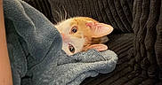 Ninja participe au concours pour gagner de l'argent avec cette photo : cat, orange_cat, white_cat, blanket, couch, indoor, pet, curious, cozy, resting, feline, soft_texture, fur, animal, domestic, cute, relaxed, whiskers, ears, eyes