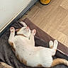 cat, sleeping, white, orange, paw, blanket, fur, floor, wooden_floor, indoor, relaxed, pet, animal, cozy, napping, collar, tail, resting, cute, domestic_cat